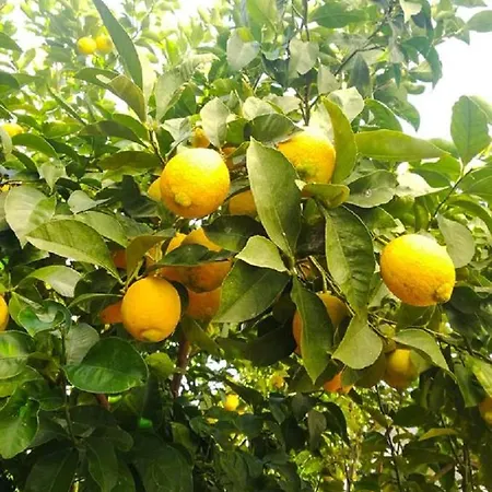 Casa Antica Lemon Tree