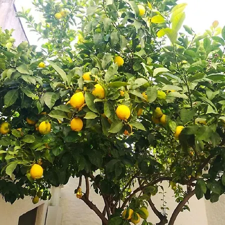 Casa Antica Lemon Tree *